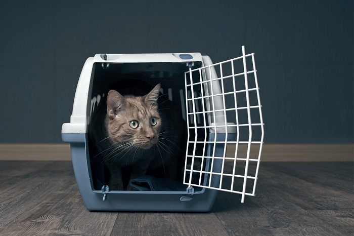 cat getting used to pet carrier