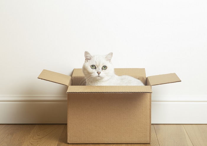 white cat in a cardboard box