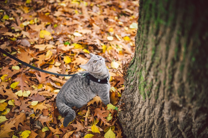 cat exploring in garden with leash