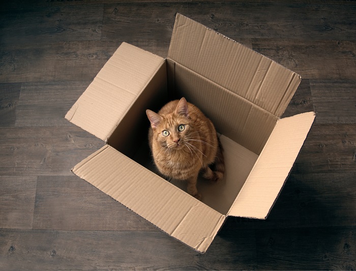 cat in a cardboard box