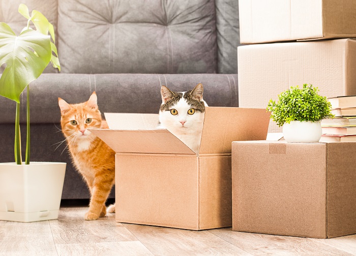 cats exploring cardboard boxes