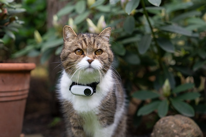 cat with GPS collar